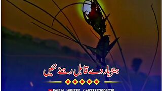 Kawish Tamimi share