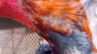 Madrasi Aseel Rooster