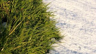Snowing on grass