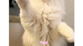 Cat Talk to Her Owner ????