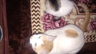 Cat play with my cat