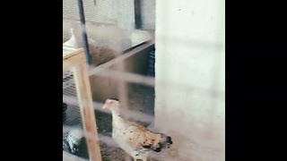 Pet love
