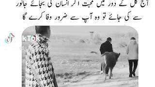 انسان اور جانور کی محبت