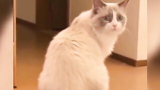 Funny Pets animals Shorts