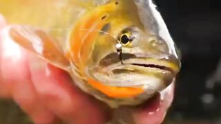 Caught trout fish video ????????????????????????????????????????????????????