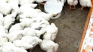 Sale sale sale only 50 rupees per chicks
