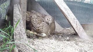 Picock dancing birds video