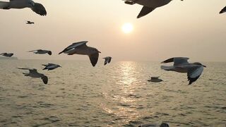 birds flying and fighting