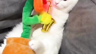 funny cat ????