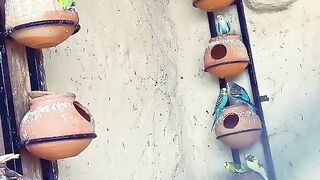 budgies colony