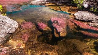 Cano Cristales River in Colombia