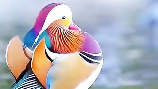 Cutest Bird.
