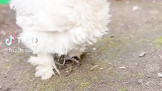 Fancy Hens