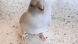 Funny animal dance ????????????????