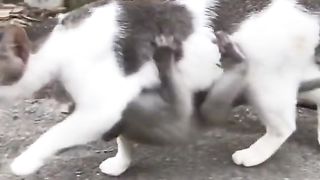 FUNNY VIDEO