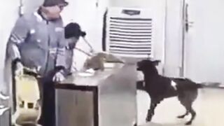 dog will give you idea what to do