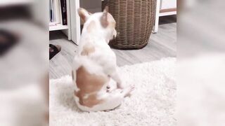 Funny dogs dancing ????????????????????????