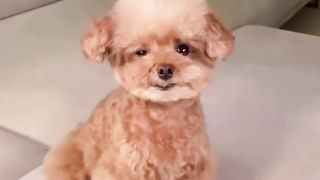 Funny videos 234