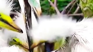 Incredible_Feeding_????#shorts(480p).