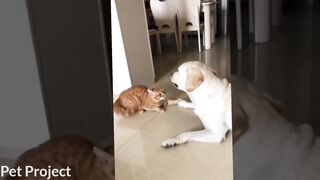Best funny pet videos ????????