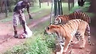Living_With_Big_Cats_-_Alimentando_os_Tigres(480p).
