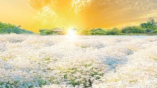 Beautiful video - Natural beauty video