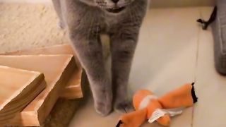 AnimalLove