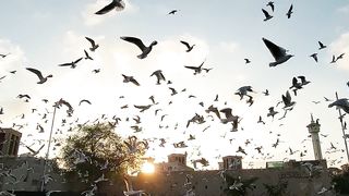Birds fling