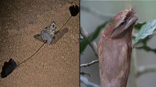 5 Weirdest Birds In The World