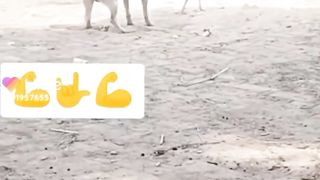 Dog and cock fighting