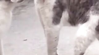 Cat fighting