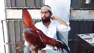 Aseel murgy ki pahchan by Ahmad Bhai (Aseel information)