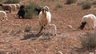 Copyright free video| Sheep Lamb Animal #sheep #wool #lamb #wildlife #animal