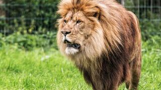 Lion in forest amazing 4k video sharping lion