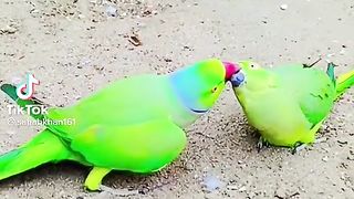 Parrot lovely stats