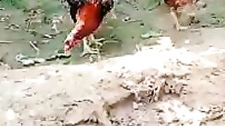 Aseel pair mating and hen setting on eggs