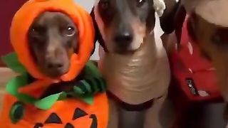CACHORROS ENGRAÇADOS E FOFOS
