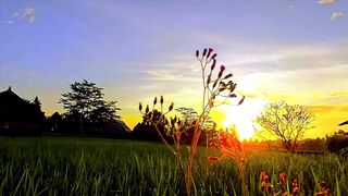 Glorious Morning Light