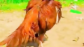 Peela aseel murga