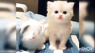Funny Cats