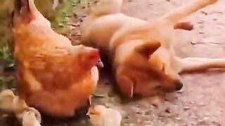 cachorros-animais-engraçados-