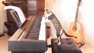 Funniest Cats ???? - Don't try to hold back Laughter ???? - Funny Cats Life