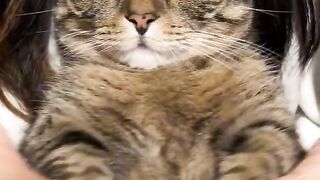 CatLover?????