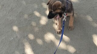 #puppy #jarman fog
