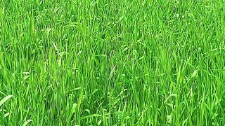 Floor lands