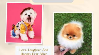 Cute puppy video| cute pomeranian #shorts #trending #viral#ytshorts #youtube
