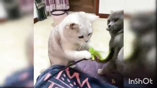 Funny Cats
