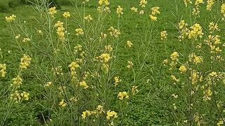 Amazing Tilawat and Nature