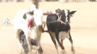 Bull race in Pakistan