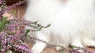 Funny and cute dog
